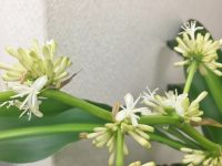 幸福の木
