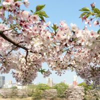 桜