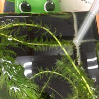 メダカ