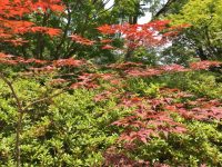 紅葉