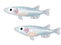 めだか