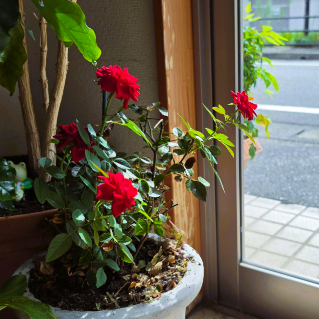 何度でも何度でも